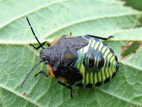 beetle type bugs uk biological science picture directory pulpbitsnet
