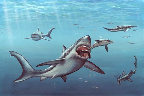 interesting facts  megalodon