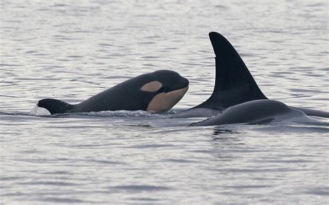 newborn orca spotted  seattle coast   baby survive  st