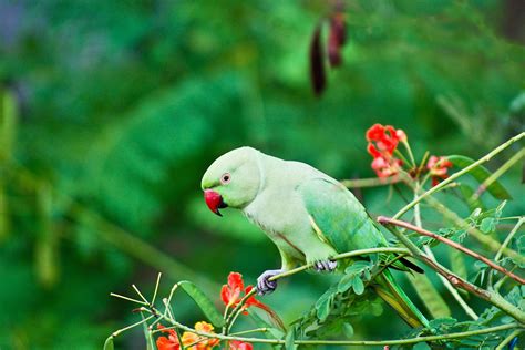 indian ringneck parakeet full profile history  care