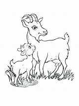 Goat Coloring Pages Cute Baby Boer Drawing Goats Billy Printable Color Getcolorings Mountain Getdrawings Print Three Colorings sketch template