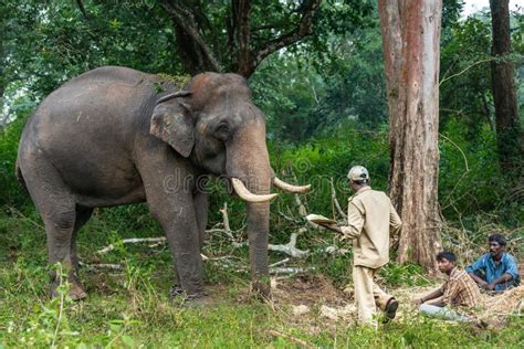tribal people and their elephant in ayarabeedu forest india editorial