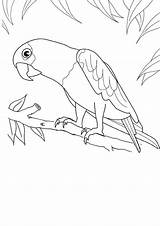 Parrot Colouring Pages Kidspot Print sketch template