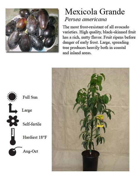 mexicola grande avocado plant sources pinterest
