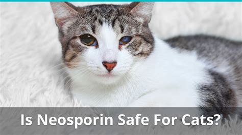 Sores On My Cats Face Toxoplasmosis