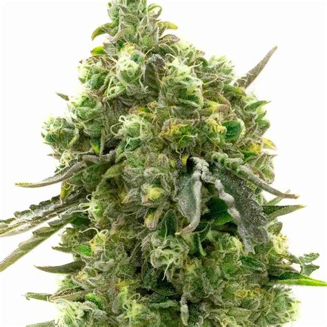buy big bud feminized marijuana seeds hmg original strain