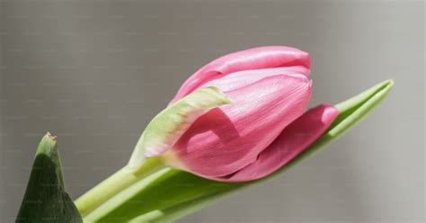 une seule fleur rose avec une tige verte photo simplicite photo sur