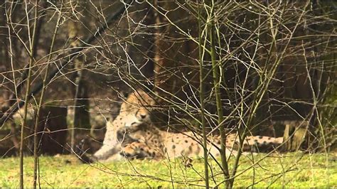 cheetah cubs  safaripark beekse bergen part  youtube