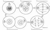 Telophase Diagram Labeled Cell Mitosis Prophase Interphase Worksheet Phase Cycle Each Metaphase Biology Label Anaphase Plant Describes Coloring Cells Biologycorner sketch template