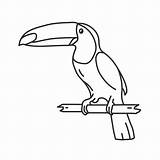 Toucan Beak Ramphastos Icons Zoology Hummingbird sketch template