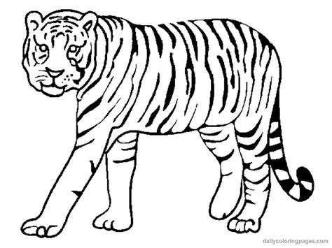 tiger outline drawing coloring home