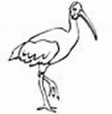 Ibis Scarlet Coloring Animals Pages Color sketch template