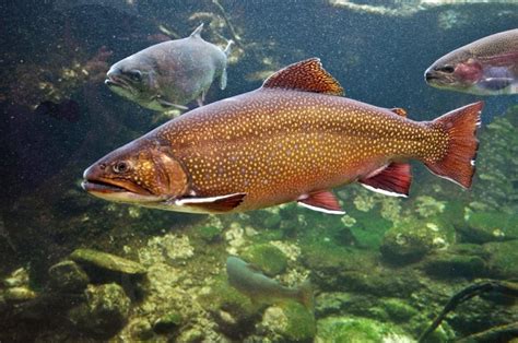 fascinating facts   amazing trout animal encyclopedia