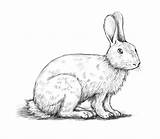 Coniglio Zeca Disegnare Nacrtati Kako Bunny Animal Zec Slike Imparare Testa Crtanje Chiaroscuro Zampe Soggetto Crteža Ombra sketch template