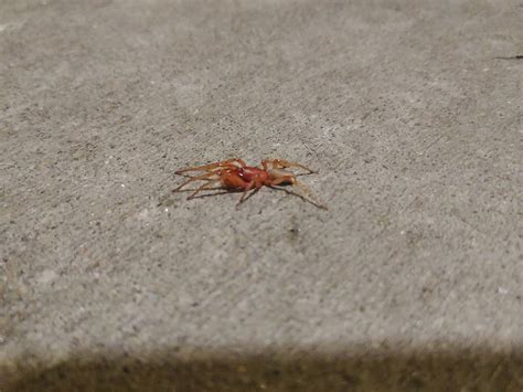 some spider found in nebraska in the usa it s more red than it appears