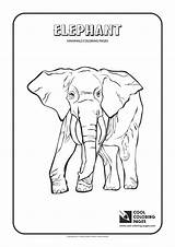 Coloring Pages Mammals Elephant Reptile Chinook Cool Color Nevada Dormouse Getdrawings Animal Drawing Getcolorings Kids Reptiles Printable Tuatara sketch template