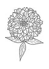 Zinnia Coloring Pages Flower Clipart Drawing Printable Color Supercoloring Version Click Border Zinnias Flowers Getcolorings Online Designlooter Getdrawings Compatible Tablets sketch template