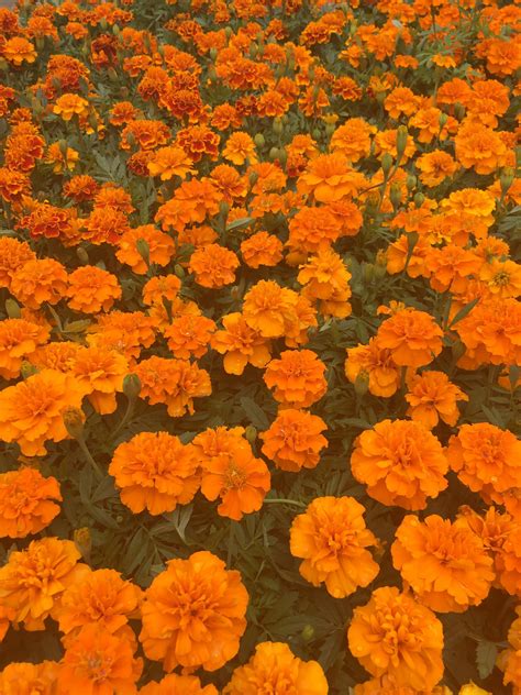 color orange aesthetic morealivewithcolor flowers carnations orange aesthetic orange