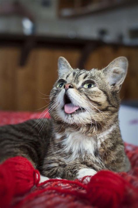indy loves lil bub local cat lebrity comedy