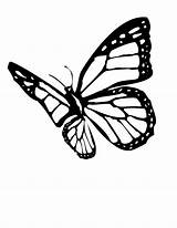 Butterfly Monarch Coloring Pages Clipart Outline Drawing Tattoo Clip Silhouette Butterflies Flying Printable Designs Cliparts Stencil Template Draw Cool Color sketch template