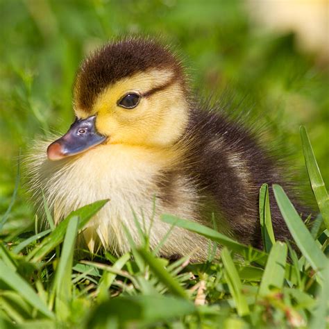 baby duck photograph  stephanie hayes