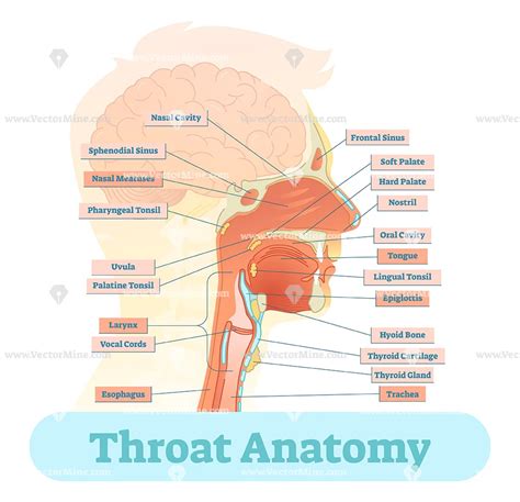 throat anatomy vector illustration diagram vectormine throat anatomy anatomy respiratory