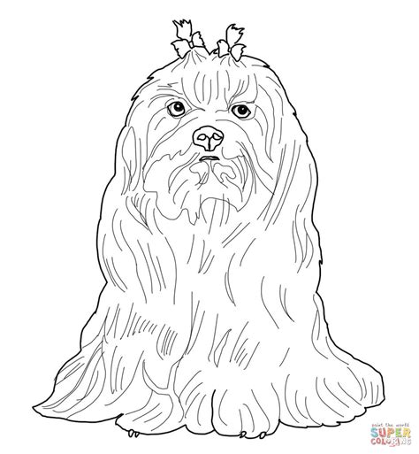 maltese dog coloring page  printable coloring pages