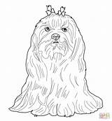 Coloring Maltese Dog Pages Tzu Shih Printable Bichon Dogs Print Drawing Frise Colouring Color Sheets Puppy Supercoloring Colorings Getdrawings Getcolorings sketch template