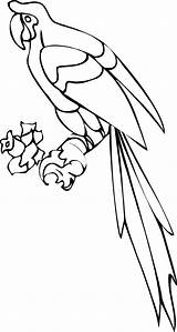 Parrot Coloring Pages Printable Nuri Clipart Colouring Kids Panda Webstockreview Popular Bestcoloringpagesforkids Gif sketch template