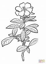Gardenia Jasminoides Supercoloring sketch template