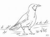 Crow Colorare Cornacchia Disegno Cuervo Wrona Cuervos Druku Crows Kolorowanki Ptaki Dla Americana Polskie Kolorowanka Corvi Malowanki sketch template