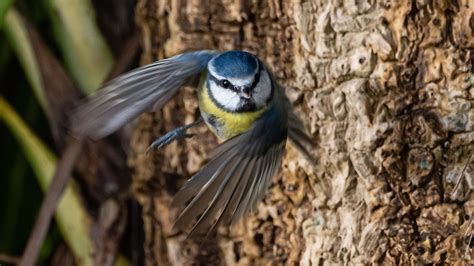 a blue tit diary bto british trust for ornithology