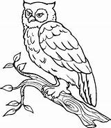 Owl Coloring Horned Great Pages sketch template
