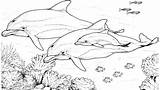 Lumba Dolphins Realistic Bottlenose Mewarnai Belajar Halaman Anak Scribblefun sketch template