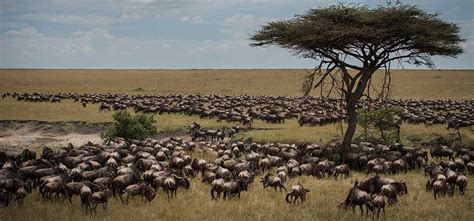 great wildebeest migration