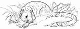 Quoll Spotted Tailed Deviantart sketch template