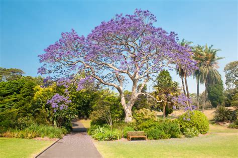 flowering trees  florida  color   progardentips