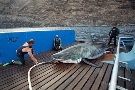 largest shark   world