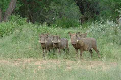 warzenschweinfamilie namibia foto bild natur landschaft tiere bilder auf fotocommunity