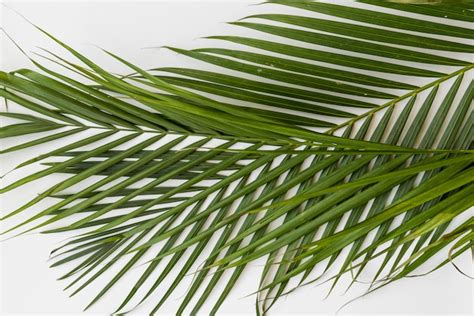 photo green palm branches