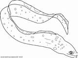 Eel Coloring Moray sketch template