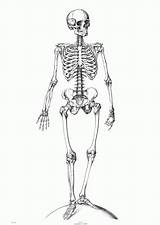 Skeleton Coloring Printable Pages Library Clipart Anatomical Illustration sketch template