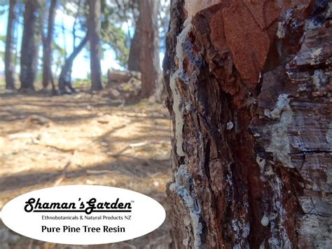 pine resin high quality tree resin pieces pure pine tree resin
