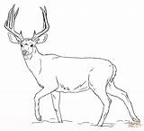 Deer Coloring Mule Supercoloring sketch template