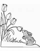 Snowdrop Getdrawings Rabbit sketch template