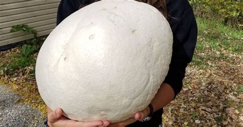 check out this beach ball sized puffball mushroom found in iowa