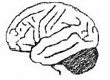 Brain Kids Coloring Book Diagram Neuroscience Faculty Washington Edu Books Resources Side Human Chudler sketch template