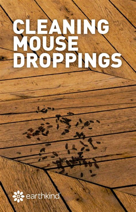 disinfect wood floors  mice unugtp