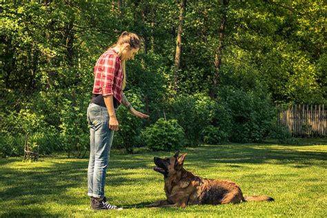 top  mistakes    making   dog crafty canine club