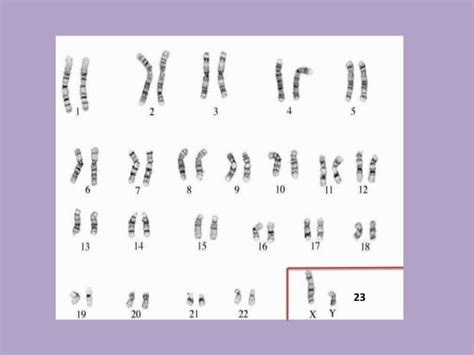 Chromosome Number And Karyotype